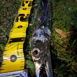 今期最初のタチウオ