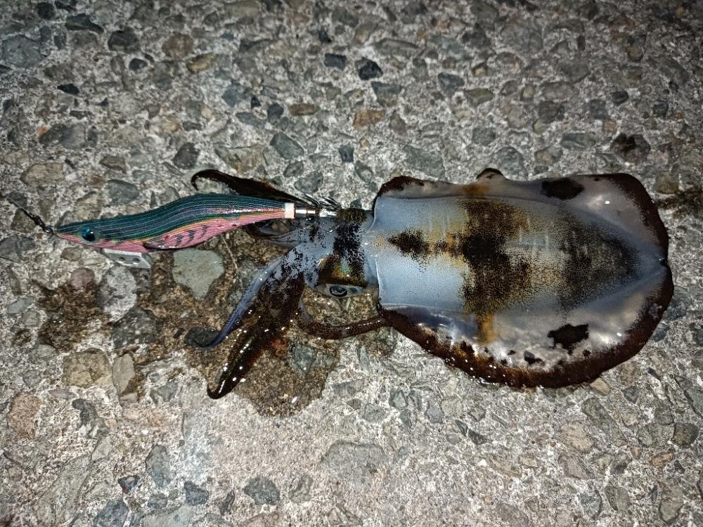 久しぶりにエギングで