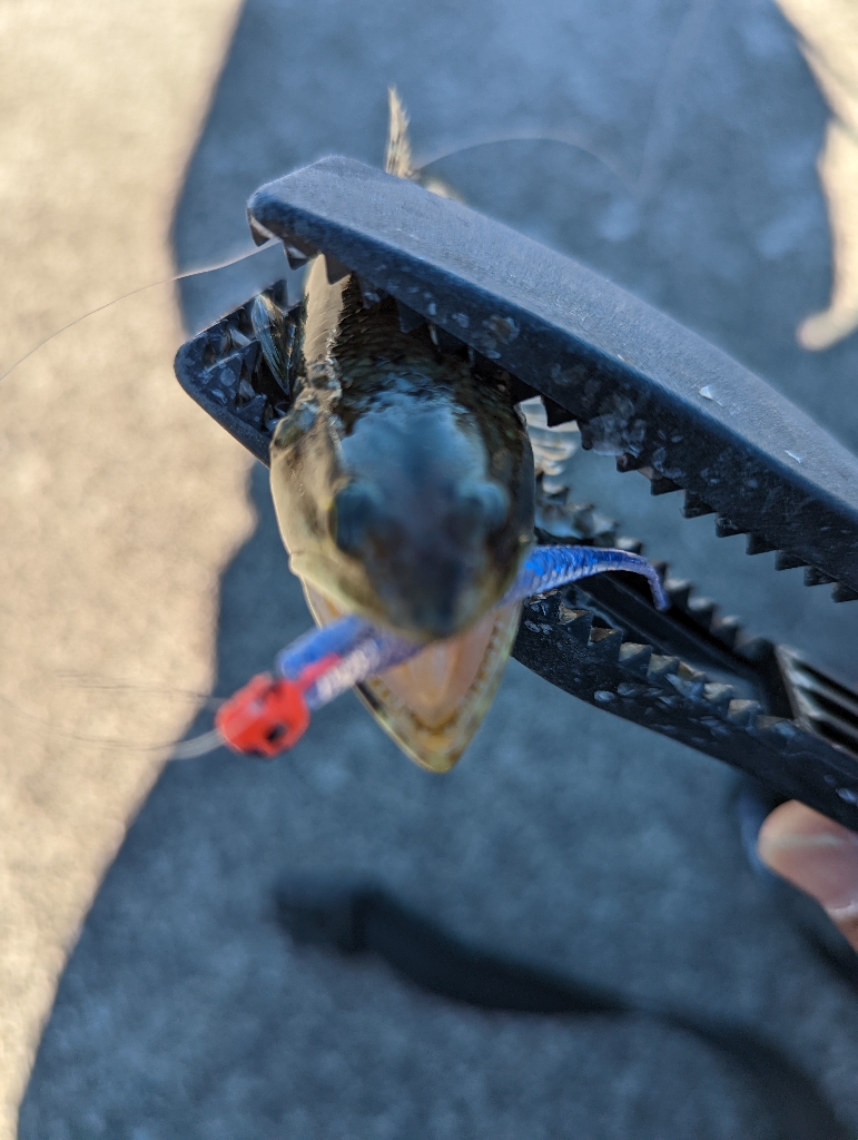 陸っぱり釣行記