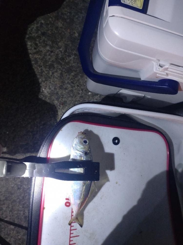 助松埠頭アジ釣り