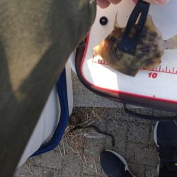 シーサイドコスモ釣行