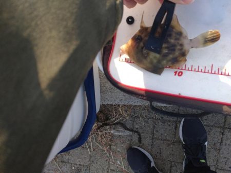 シーサイドコスモ釣行