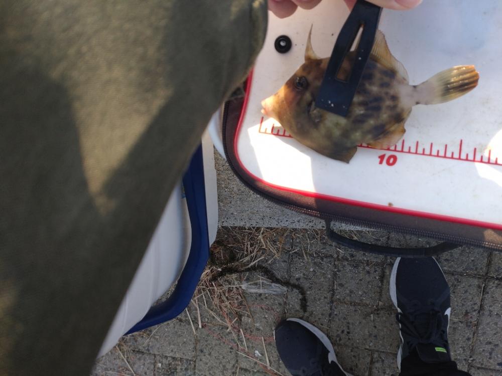 シーサイドコスモ釣行