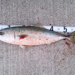 シーズン終盤戦