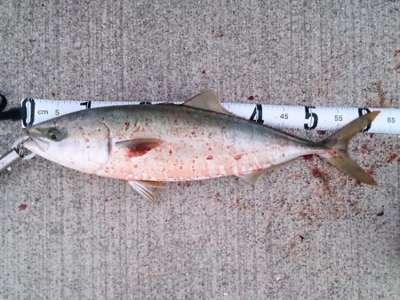 シーズン終盤戦