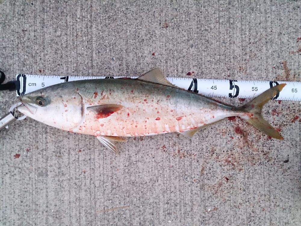 シーズン終盤戦