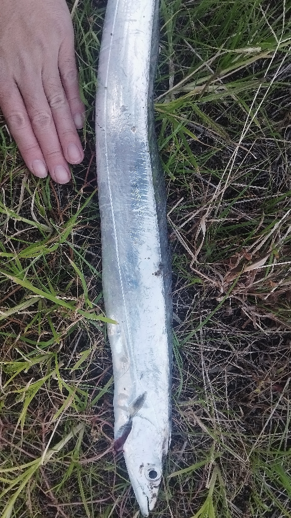 やっぱり1本(⁠^⁠^⁠)