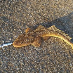 サーフのナブラ打ち