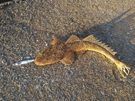 サーフのナブラ打ち