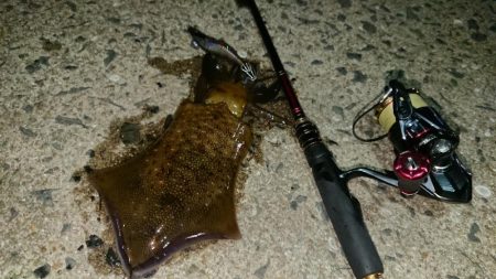 対馬エギング釣果