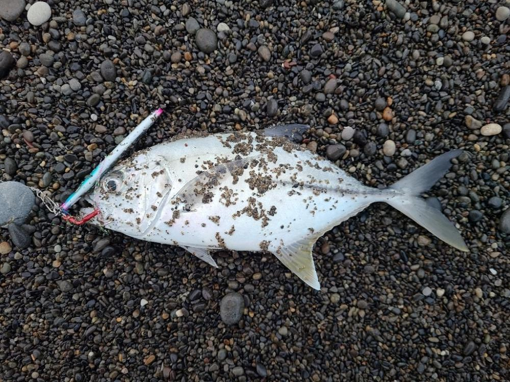 めっちゃいっぱい釣れた