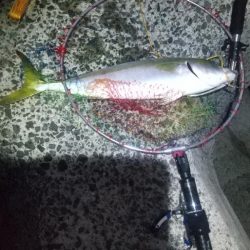 久しぶりの青物