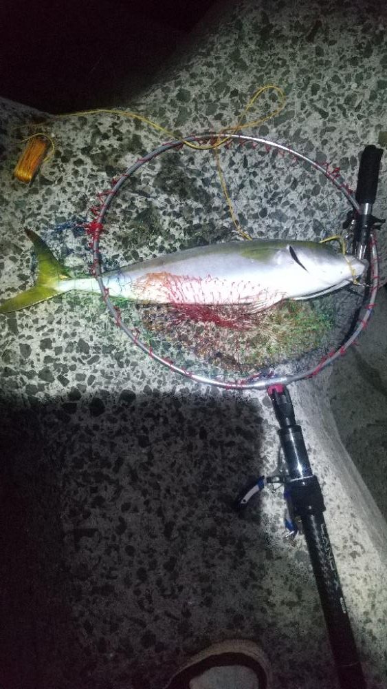 久しぶりの青物