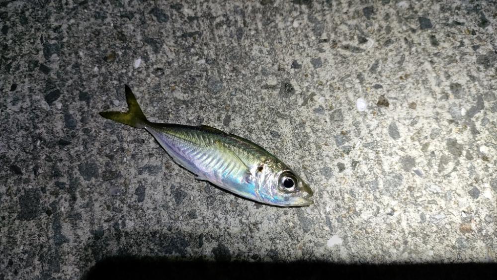 泉南エギングのつもりが…