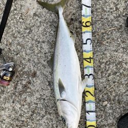 青物回ってます