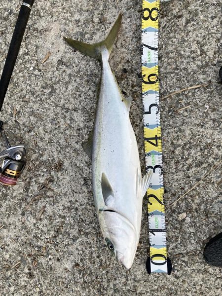 青物回ってます