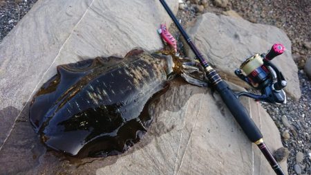 対馬エギング釣果