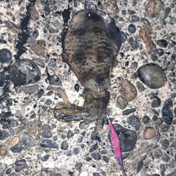 朝活エギング？