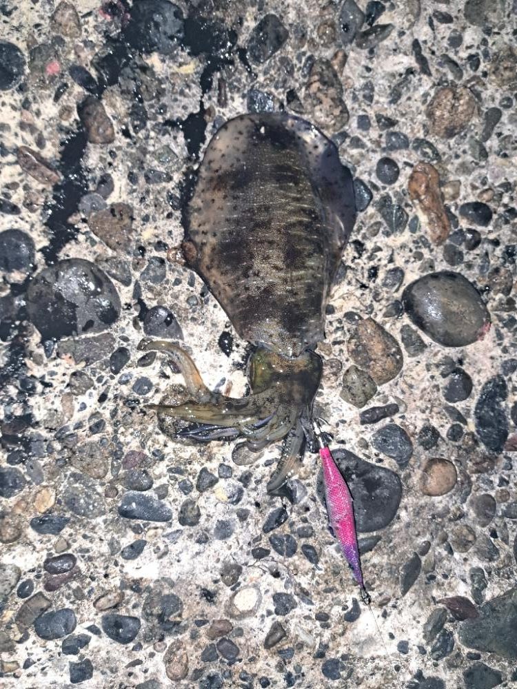 朝活エギング？