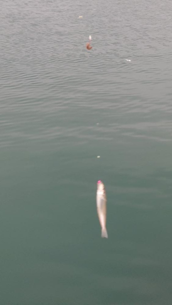 港内キス．カレイ