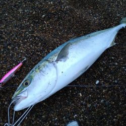 早朝サーフ釣行