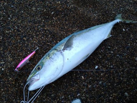 早朝サーフ釣行