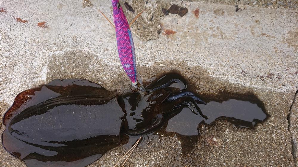 対馬エギング釣果