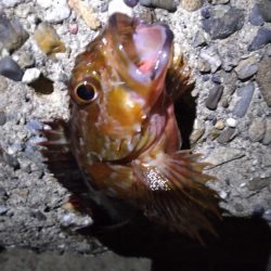 ちょい釣り20221125