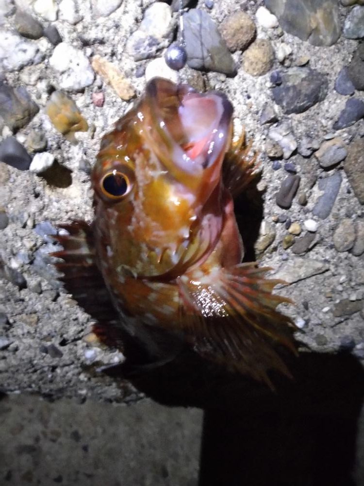 ちょい釣り20221125