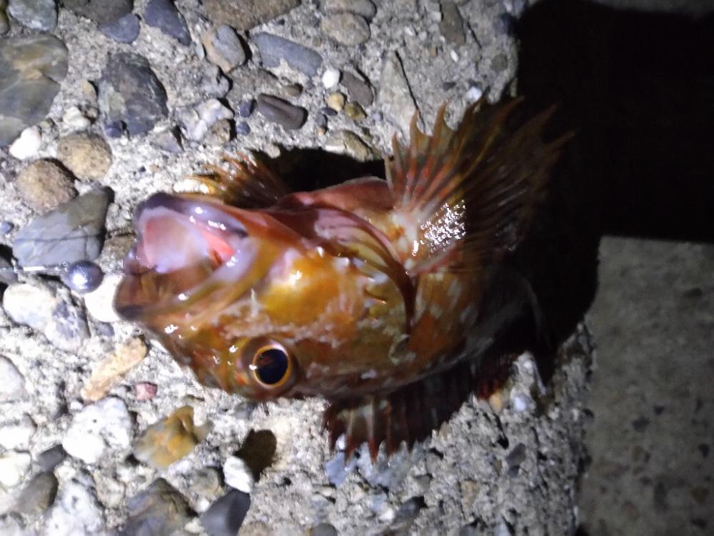 ちょい釣り20221125