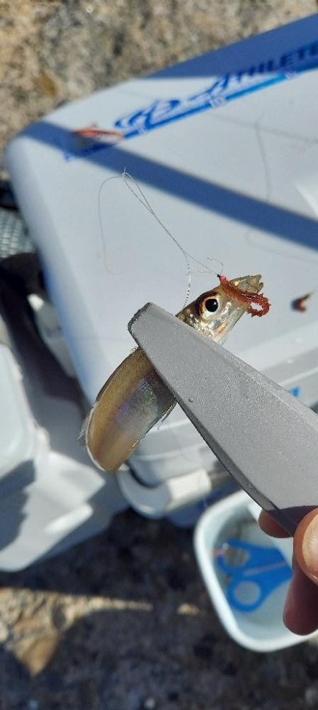 落ちギスを求め