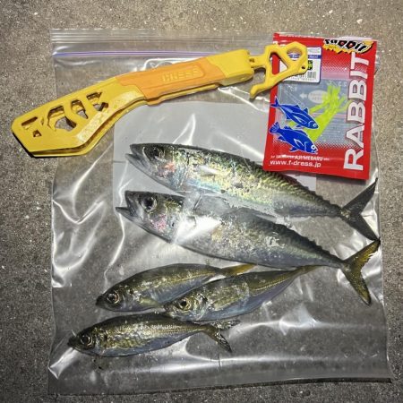 鯵を探して三千里Ver.4