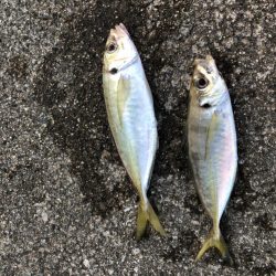 朝マヅメ　アジング