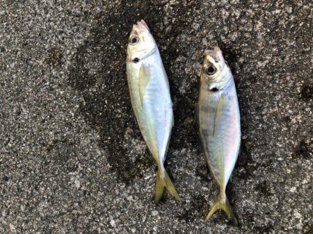 朝マヅメ　アジング