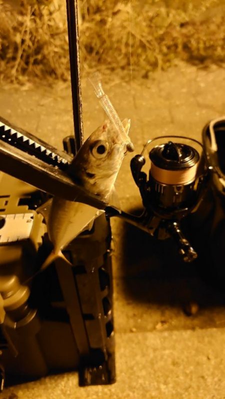 黄アジはどこへ？