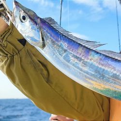 内房エリアにてタチウオジギング