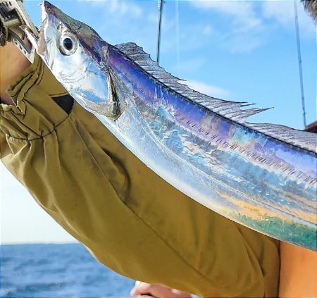 内房エリアにてタチウオジギング