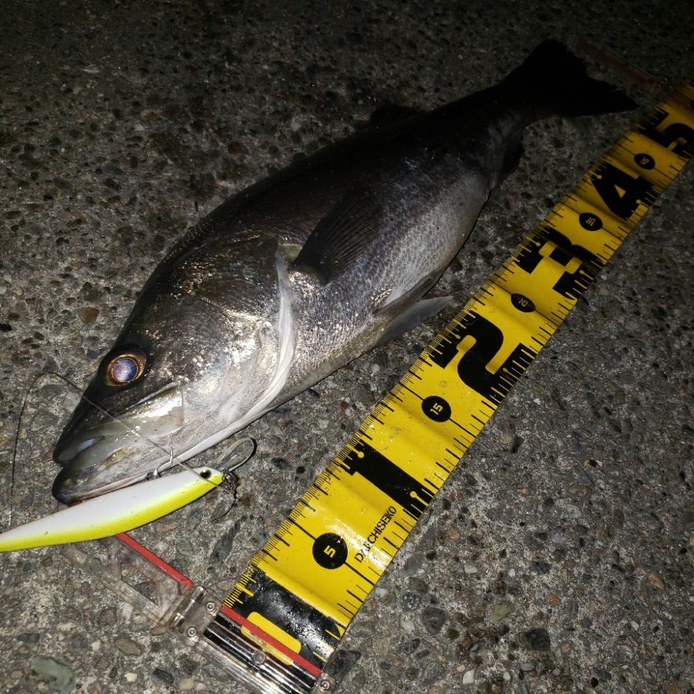 3色トリノでバックリ！