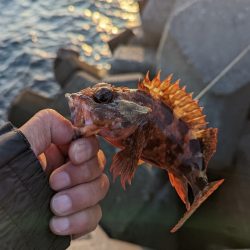 根魚は楽しいなぁ