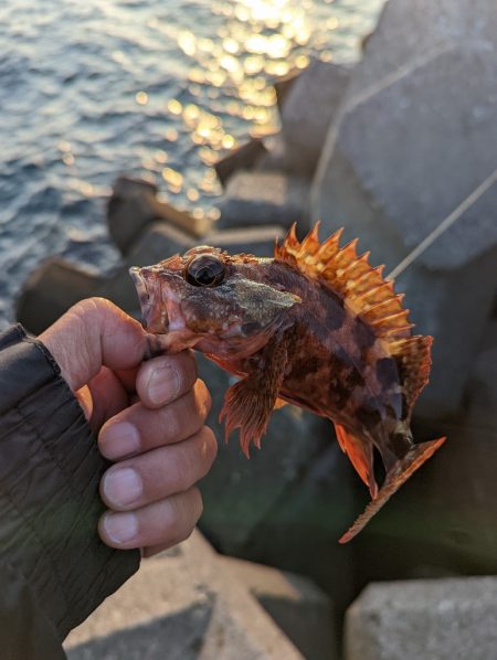 根魚は楽しいなぁ