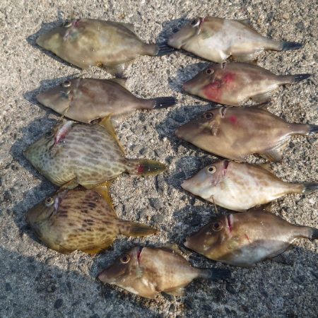 カワハギ小さいけど