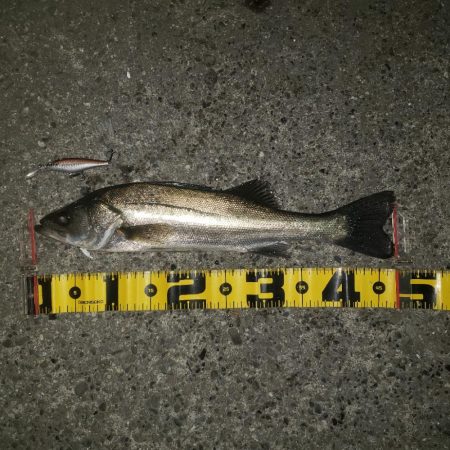 100均ルアーのチカラ！