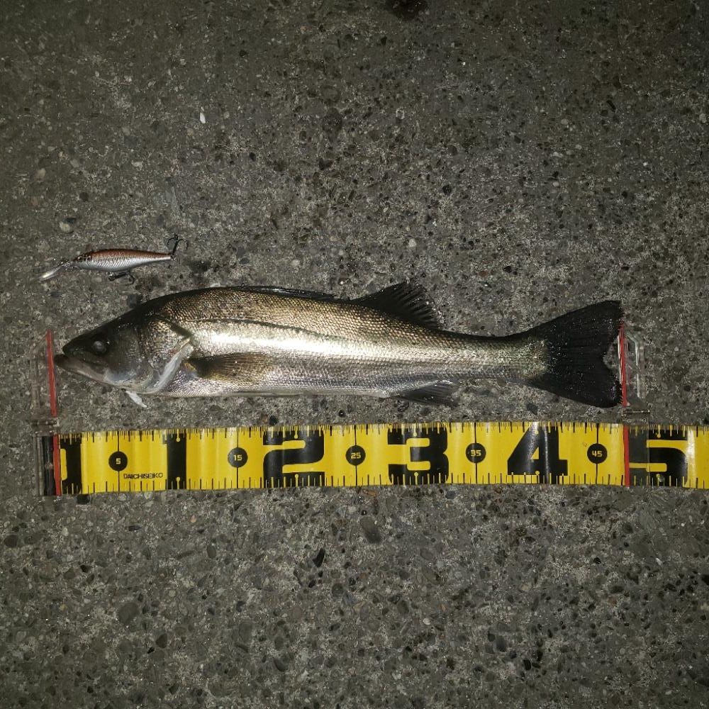 100均ルアーのチカラ！