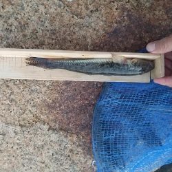 ハゼ穴釣り～ようやく…