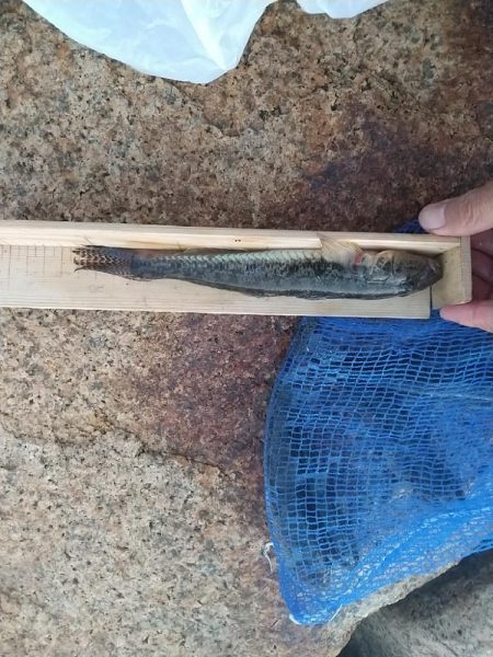 ハゼ穴釣り～ようやく…