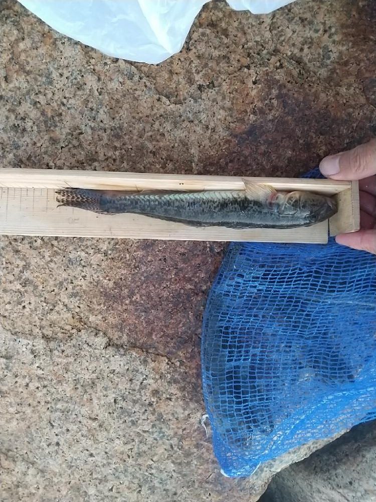 ハゼ穴釣り～ようやく…