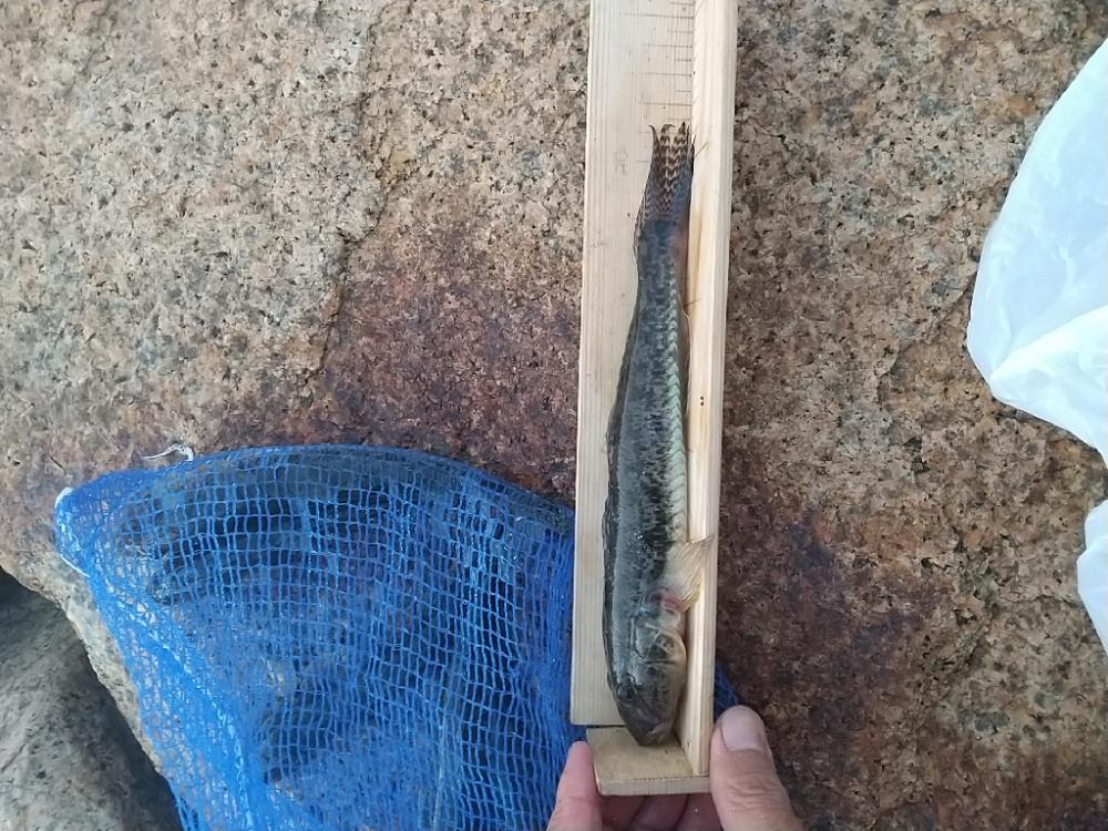 ハゼ穴釣り～ようやく…