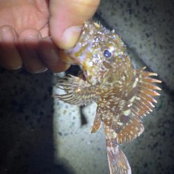 仕事終わりの癒しのガシリング