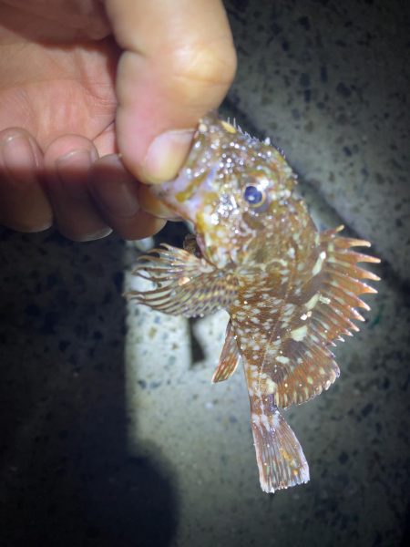 仕事終わりの癒しのガシリング