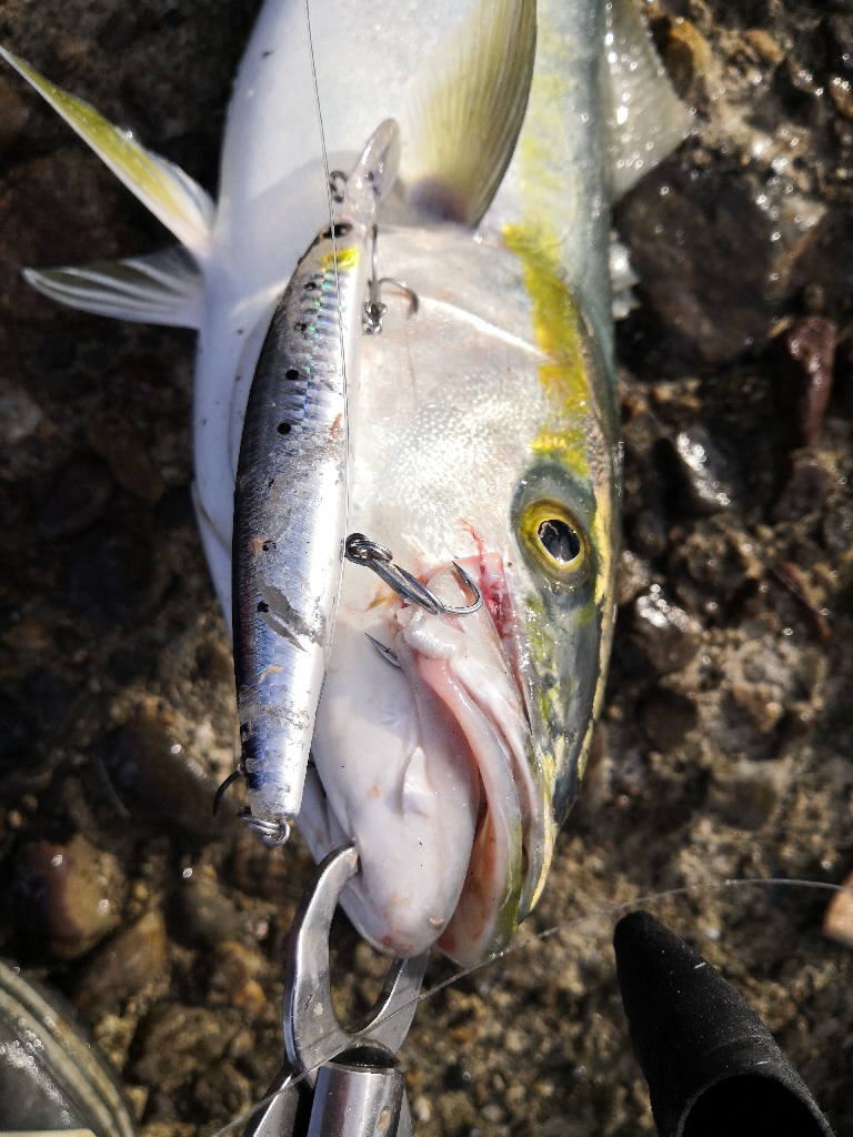 ショアジギングでメジ